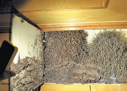 十几年无人居住书房惊现巨型白蚁巢 直径超60厘米