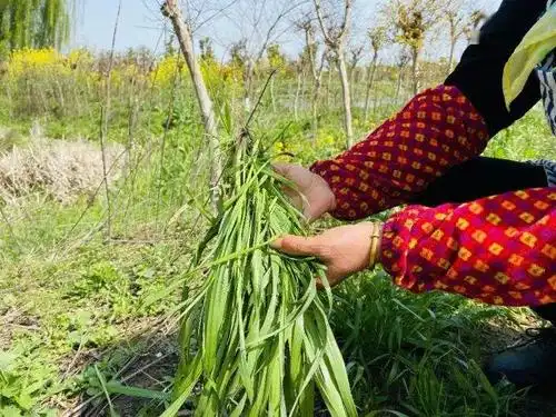 965金乡邻:寻味漕湖 浆麦草青团
