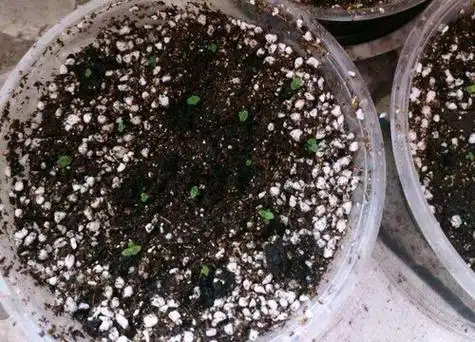 大岩桐有种子吗大岩桐的种子啥样以及证明播种