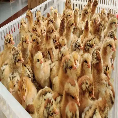 厂家直销良凤花鸡苗广西良凤花鸡苗虚岗麻红鸡苗