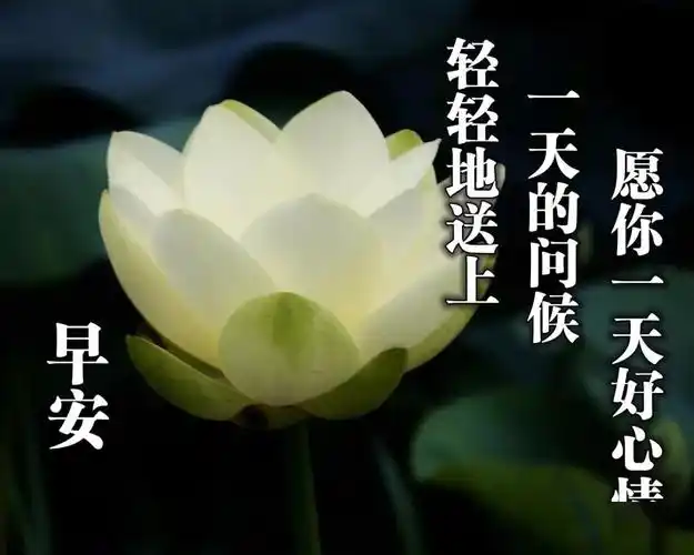 早晨好祝福图片专辑 早晨好问候语表情大图_手机搜狐网