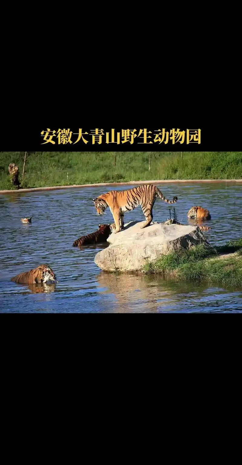 安徽大青山野生动物园.喜讯,东北虎入驻大青山野生动物园啦中 - 抖音