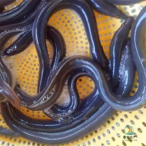 花都白鳝鱼苗养殖 黑鳝鱼苗质量保证