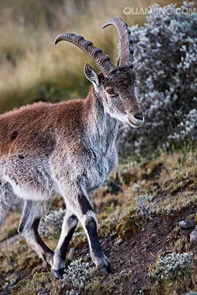 野山羊图片_图片大全