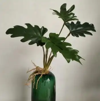 大叶春雨又名大叶春羽,是天南星科喜林芋属多年生的常绿草本植物.