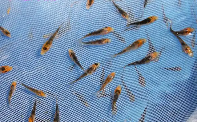 小锦鲤鱼苗变色规律?