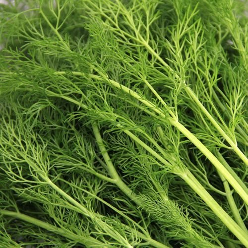 茴香菜新鲜蔬菜2kg新鲜采摘茴香丸子茴香苗自种可开发票