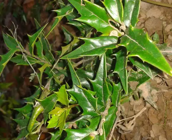 全身都是刺的野草有治疗胃痛作用你知道吗