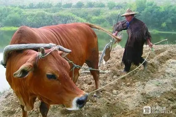 农村的田地大多采用耕地机或者大型翻耕机,而村民喂养的牛,等长大后