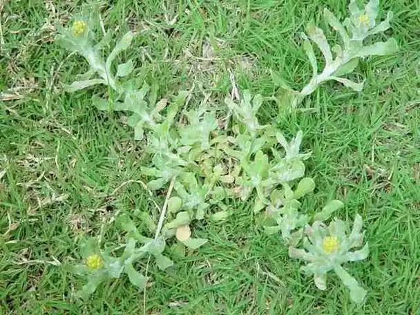 出处出自《本草纲目拾遗》;鼠耳草1.《别录》:鼠耳,生因中下地.