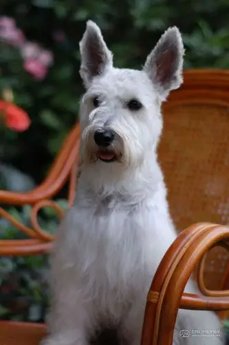 白色雪纳瑞小知识