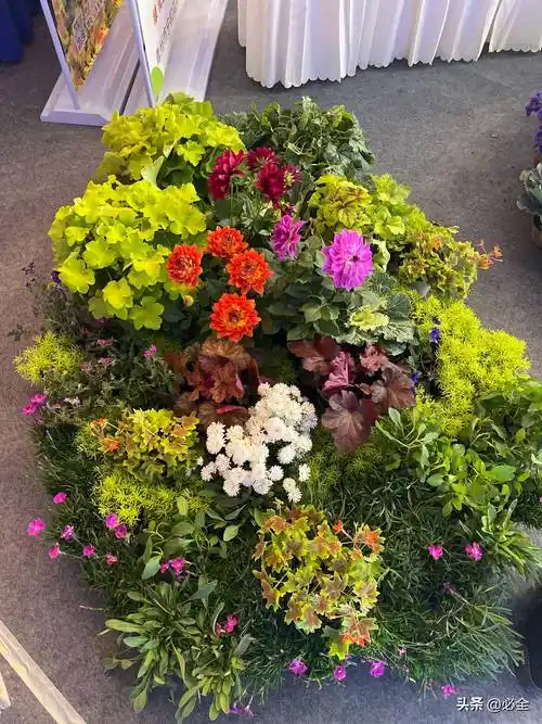 花坛花卉种苗有害生物防控和病虫害症状及防治措施