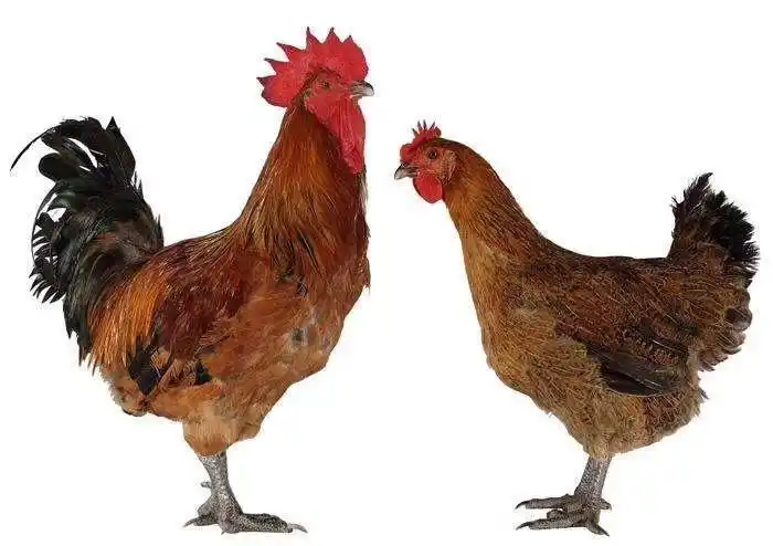 铁脚麻鸡苗大种青脚鸡孵化直供包打疫苗送开口药