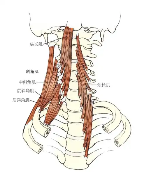 6个步骤加强颈椎稳定性,远离脖子咔嚓响