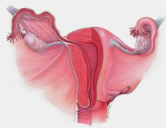 泰国子宫下垂:子宫下垂 知乎