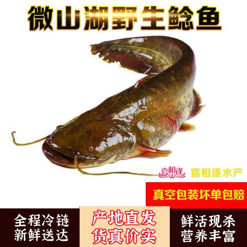 【微山湖野生鲶鱼】现杀野生土鲶鱼胡子鲶八须鱼大口鲶鱼活体宰杀
