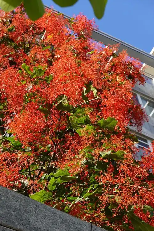 槭叶瓶干树之花