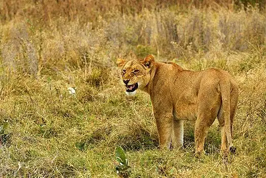 狮子图片_狮子图片大全_狮子图片素材