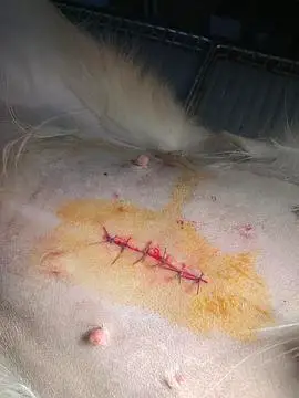 讨论狗子们绝育后的伤口缝线是什么样的