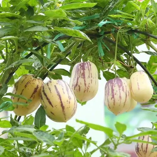 水果人参果苗四季南方北方种植果树室内阳台果树