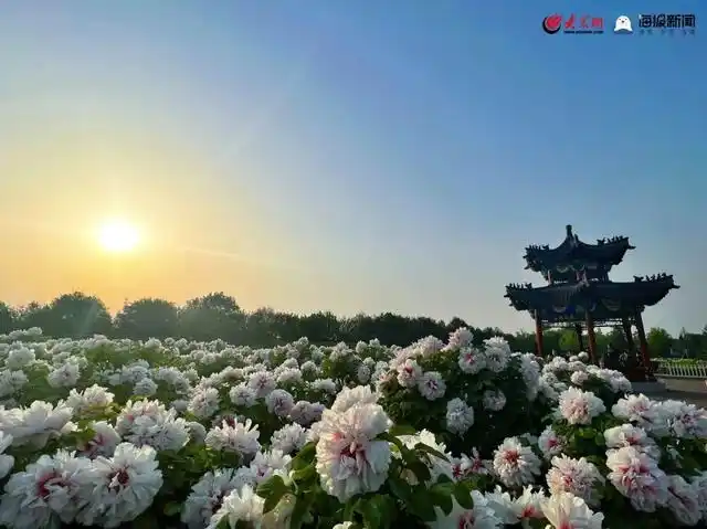 关于曹州牡丹园景区有序开放的通知