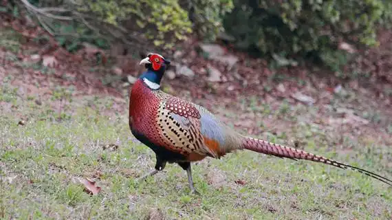 补中益气的强手山鸡