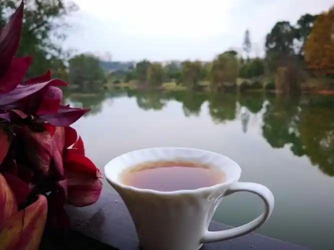 一湖水,一杯茶