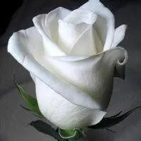 白玫瑰微信头像