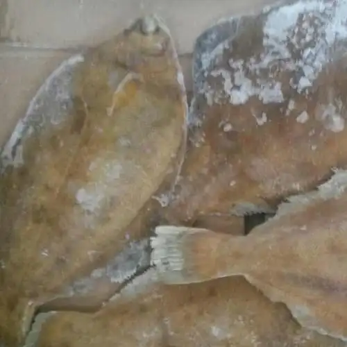 供应 偏口鱼 比目鱼 高眼鲽冷冻鱼类海鲜批发图片