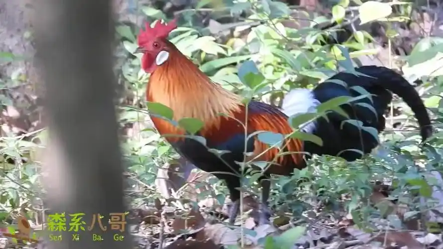 白耳原鸡的叫声,听听和家鸡有什么不同?