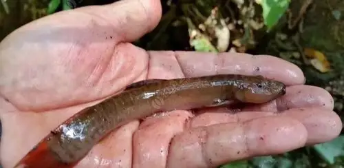 如图像泥鳅的鱼叫什么还有白色的!小弟虚心请教!适合路亚钓么?