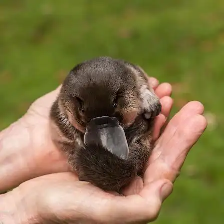 昨晚错把玩具当做真的鸭嘴兽宝宝……_高清图集_新浪网