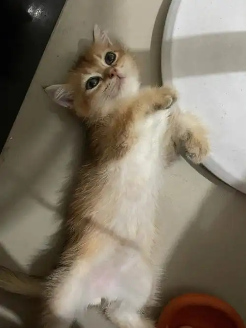 8.9号接回家两个多月体重1.5斤 现在四个多月体重4.