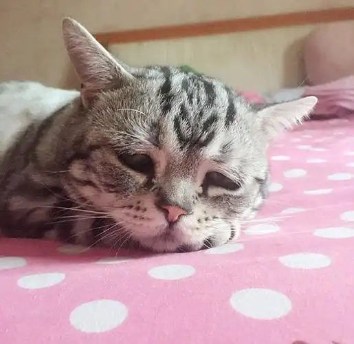 英媒:中国小猫可怜相融化人心 火爆社交网站