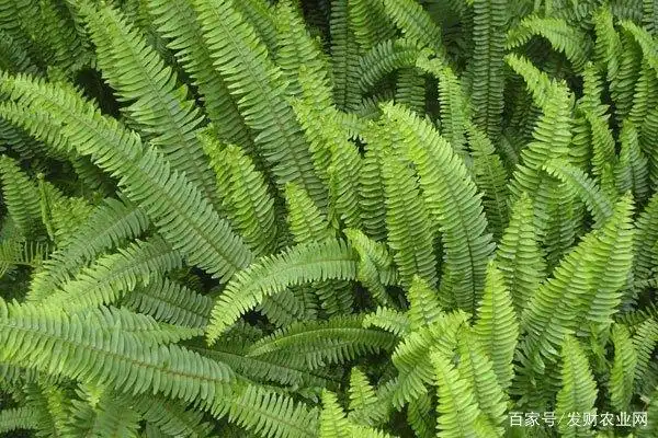 常见的10种蕨类植物,这种四季常青,适合盆栽