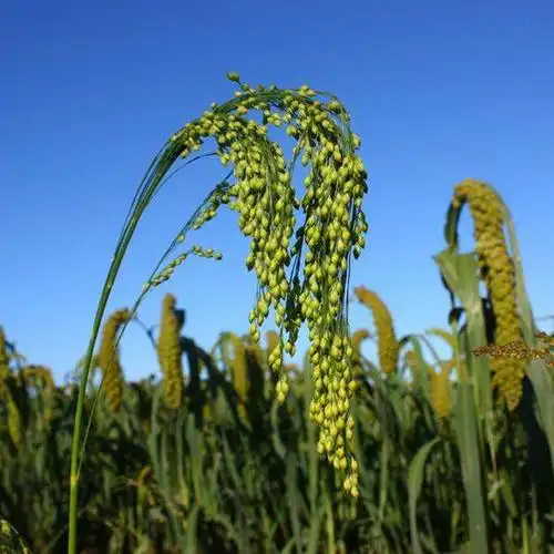 山西大黄米种子带壳糯米谷沁州黄产地软米粽子米扫把笤帚糜子黍子糜子