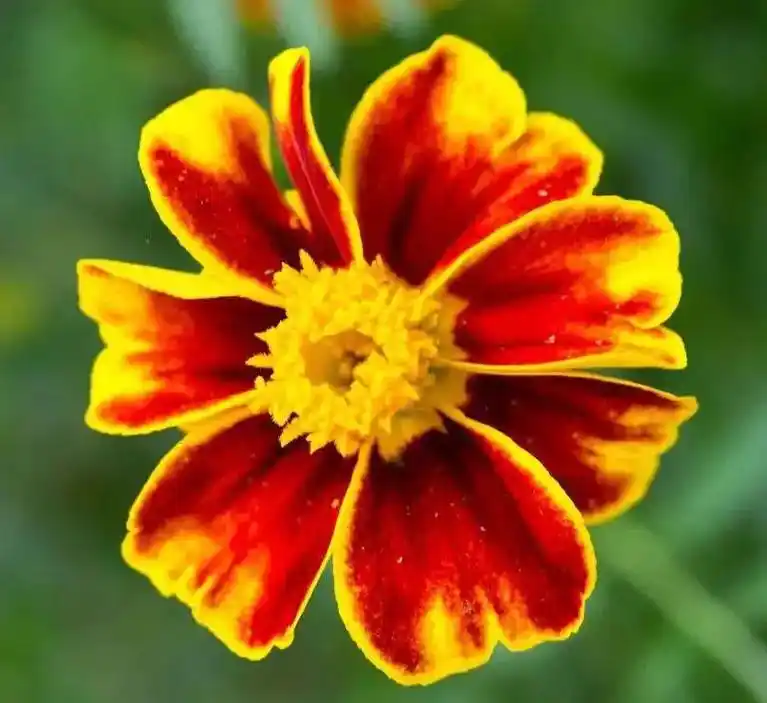 孔雀草也叫万寿菊.孔雀草花语 孔雀草的花朵非常鲜艳,有黄色 - 抖音