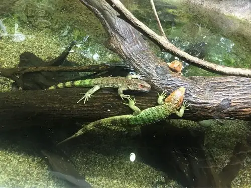 新加坡第一站:singaporezoo世界十大动物园之一