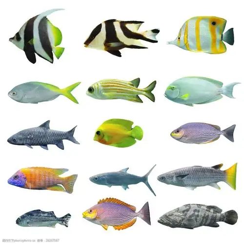 小鱼种类大全高清图片