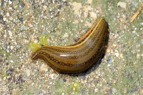 水蛭的生物学特性和生活习性简介 - 农业百科