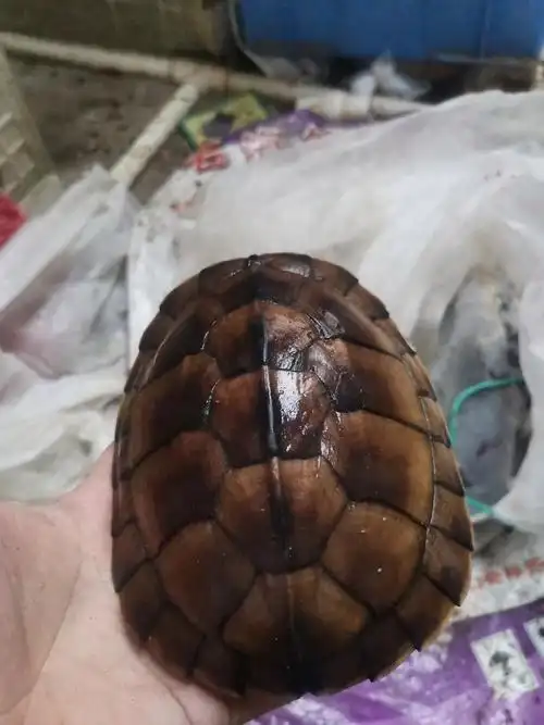 20元一斤起批发石金钱龟,半斤至2.5斤,100斤起批.