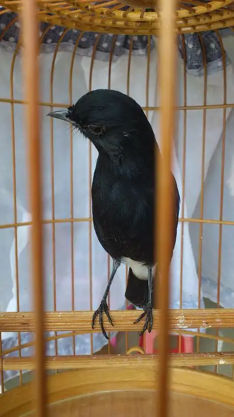 2011年的小黑白基本换完毛了,听说北海鸟商今年