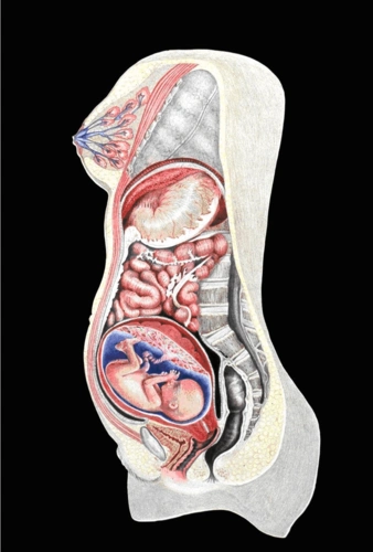 孕妇体适能培训手册afaa