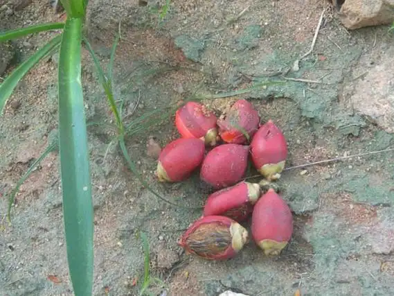 布迪椰子果实种植