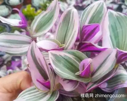 油画吊兰的花语是梦幻,希望,寓意着美好的希望,希望美其名曰, - 抖音