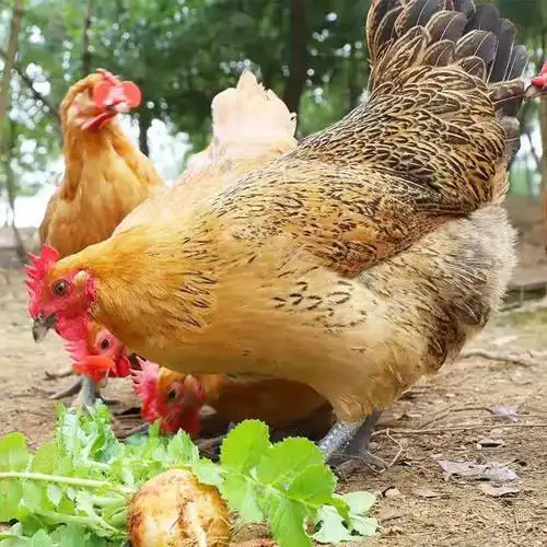 两年老母鸡土鸡新鲜黑脚白脚现杀现发 单只炖汤老母鸡 4-3.