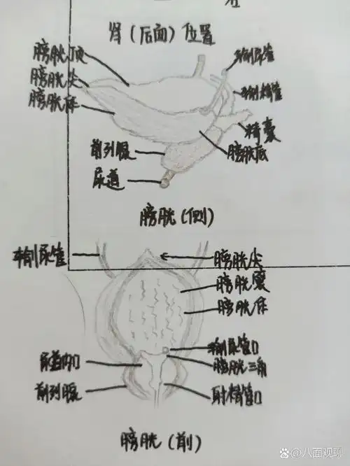 手绘泌尿系统肾脏 膀胱 腹膜