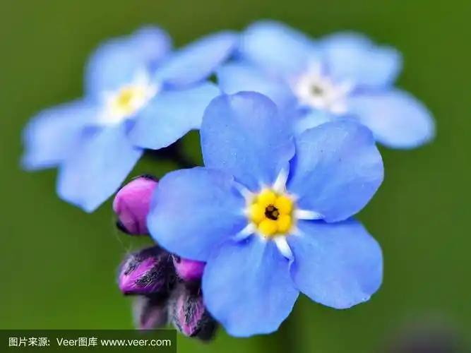 勿忘我属植物,自然,捷克,图像,自然美