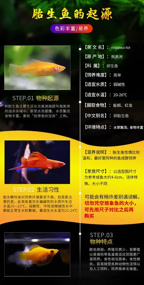 胎生鱼玛丽鱼皮球鱼观赏鱼黑玛丽球小型淡水热带鱼下崽