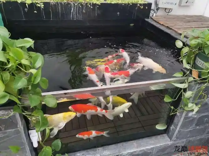 露台鱼池建造全过程分享2020最后更新,13楼放了成鱼照片